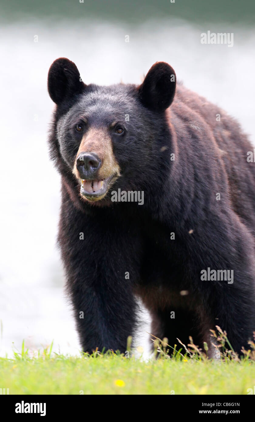 Schwarzbär Ursus americanus Stockfoto