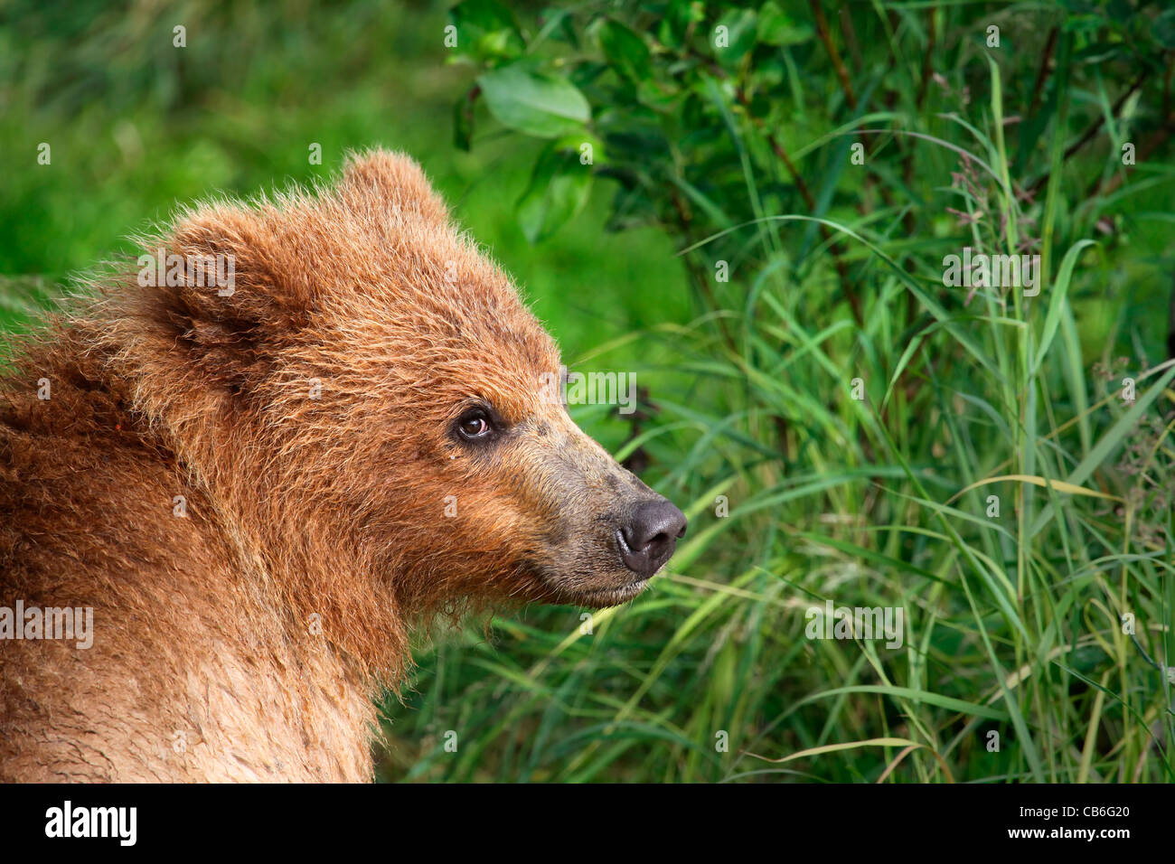 Grizzly Bär Ursus Arctos Stockfoto