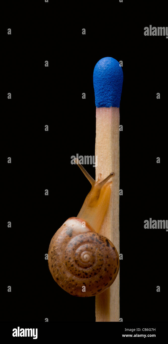 Ein nicht manipulierten Bild einer kleinen Schnecke auf einer regulären oder kleinen Sicherheit Spiel; Helix Aspersa, die gemeinsamen Garten-Schnecke. Stockfoto