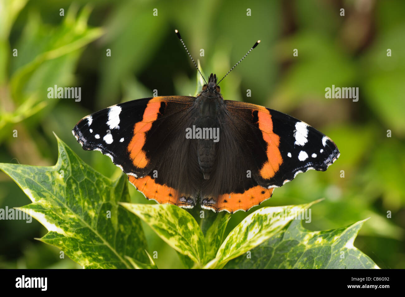 Red Admiral (Vanessa Atalanta) Schmetterling auf einem bunten Stechpalme Blatt Stockfoto