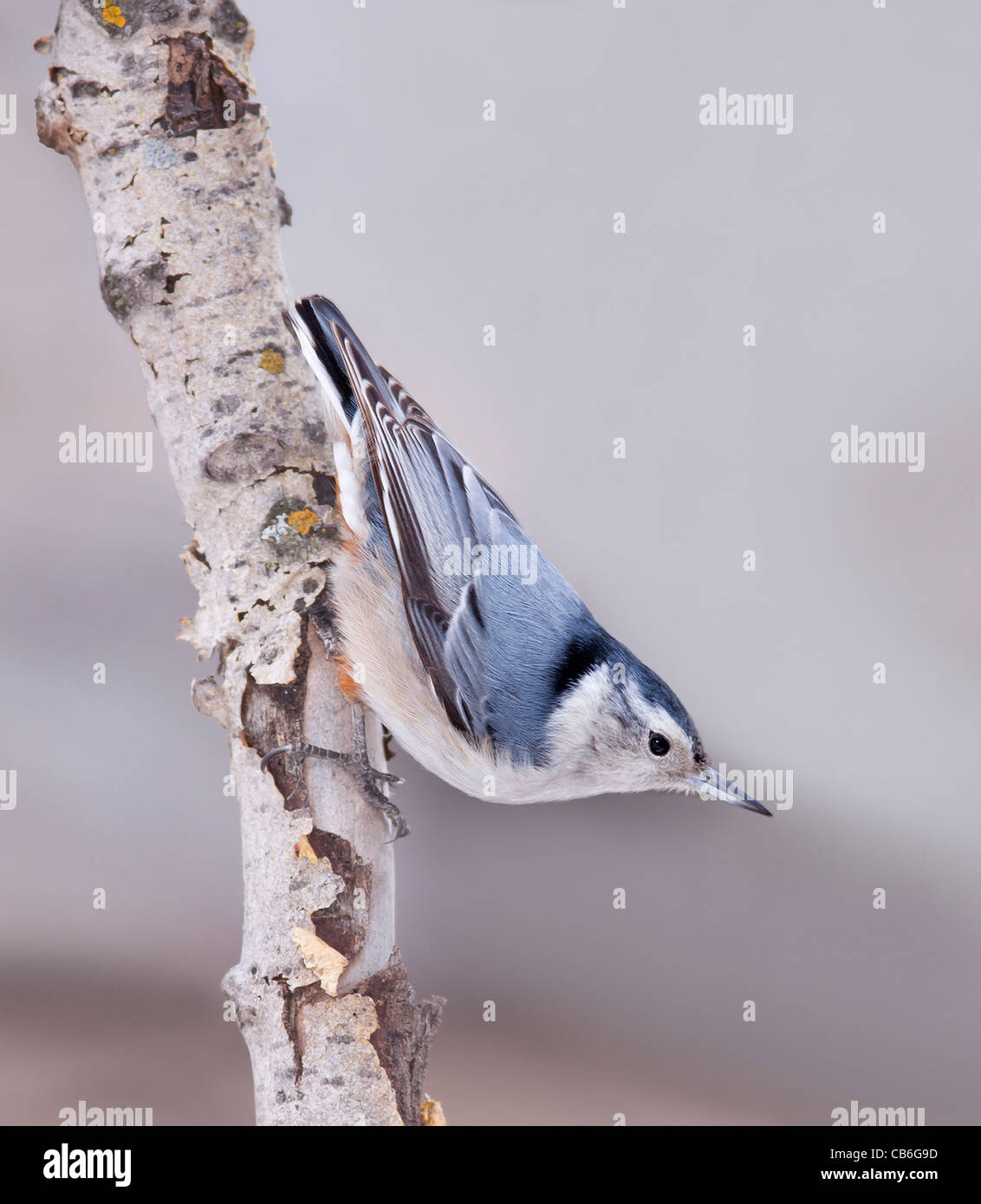 Whitebreasted Kleiber Sitta carolinensis Stockfoto