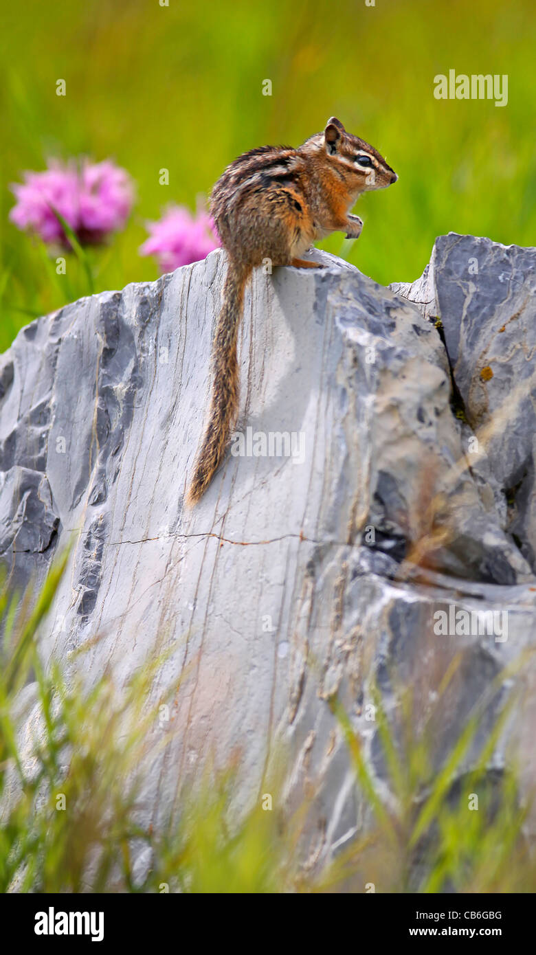 Wenigsten Chipmunk Tamias ZIP Stockfoto