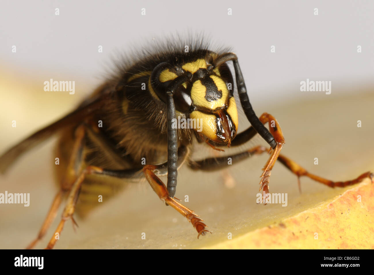 Wespe (Vespula Vulgaris) an einem Apfel Reinigung seiner Antennen Stockfoto