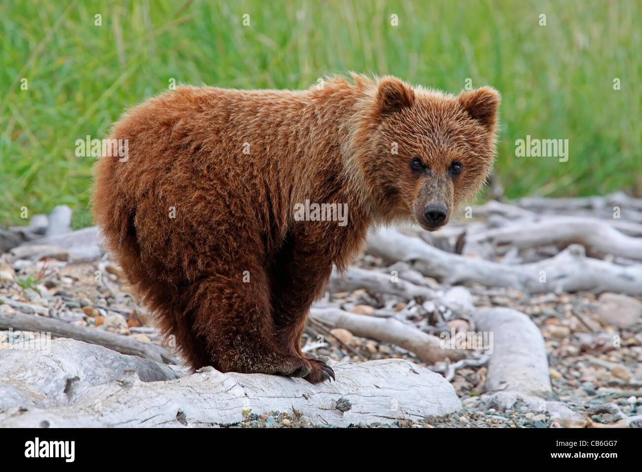 Grizzly Bear Cub Ursus Arctos Stockfoto