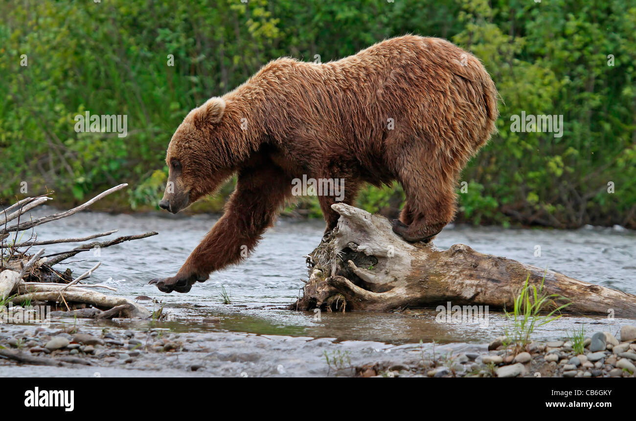 Grizzly Bär Ursus Arctos Stockfoto