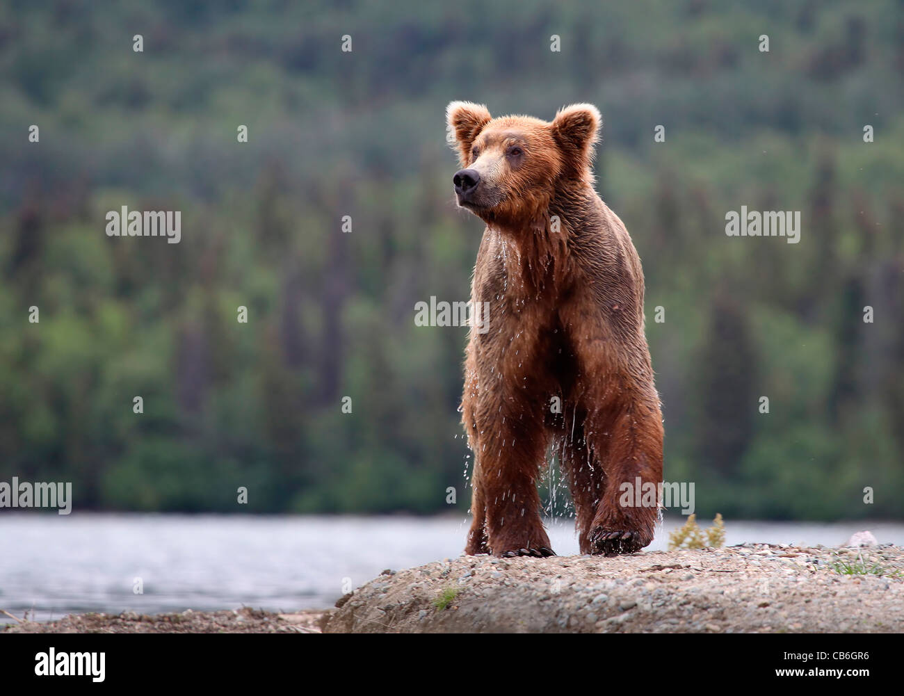 Grizzly Bär Ursus Arctos Stockfoto