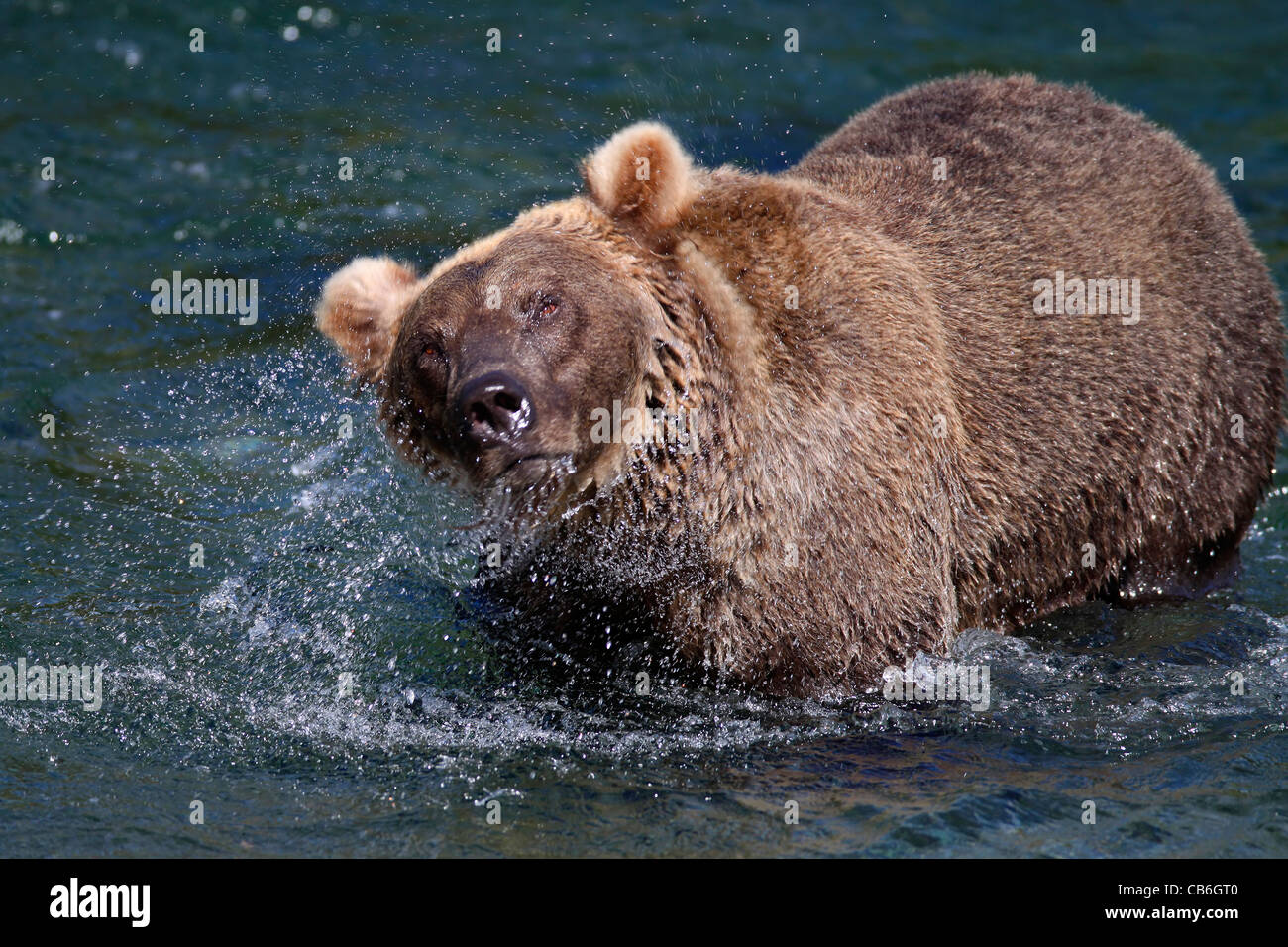 Grizzly Bär Ursus Arctos Stockfoto