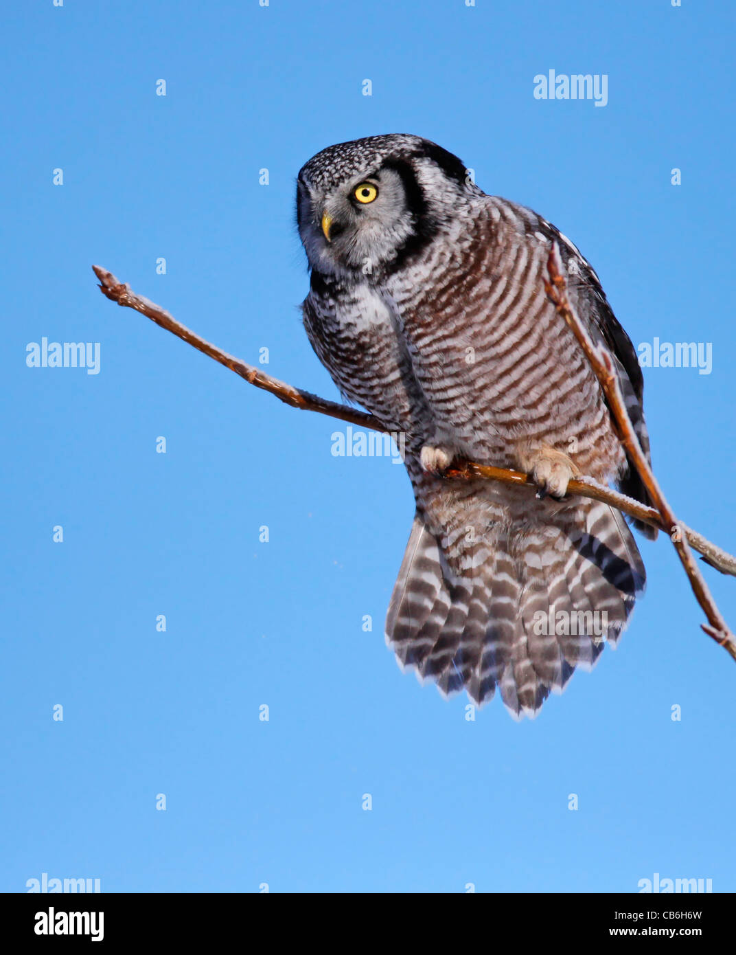 Nördlichen Hawk Owl Surnia ulula Stockfoto