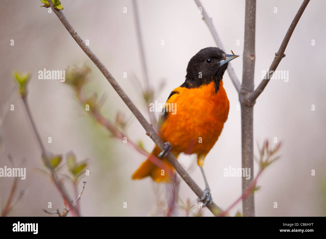 Baltimore Oriole, Alberta, Kanada Stockfoto