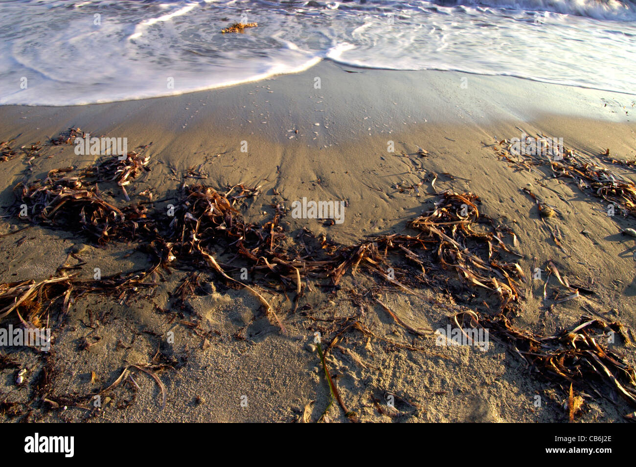 Algen am Strand angespült Stockfoto