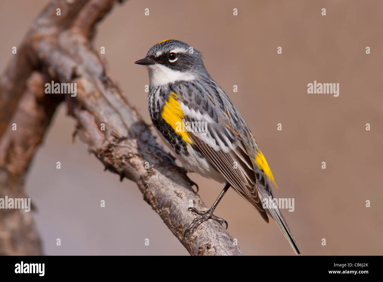 Yellowrumped Warbler, Alberta, Kanada Stockfoto