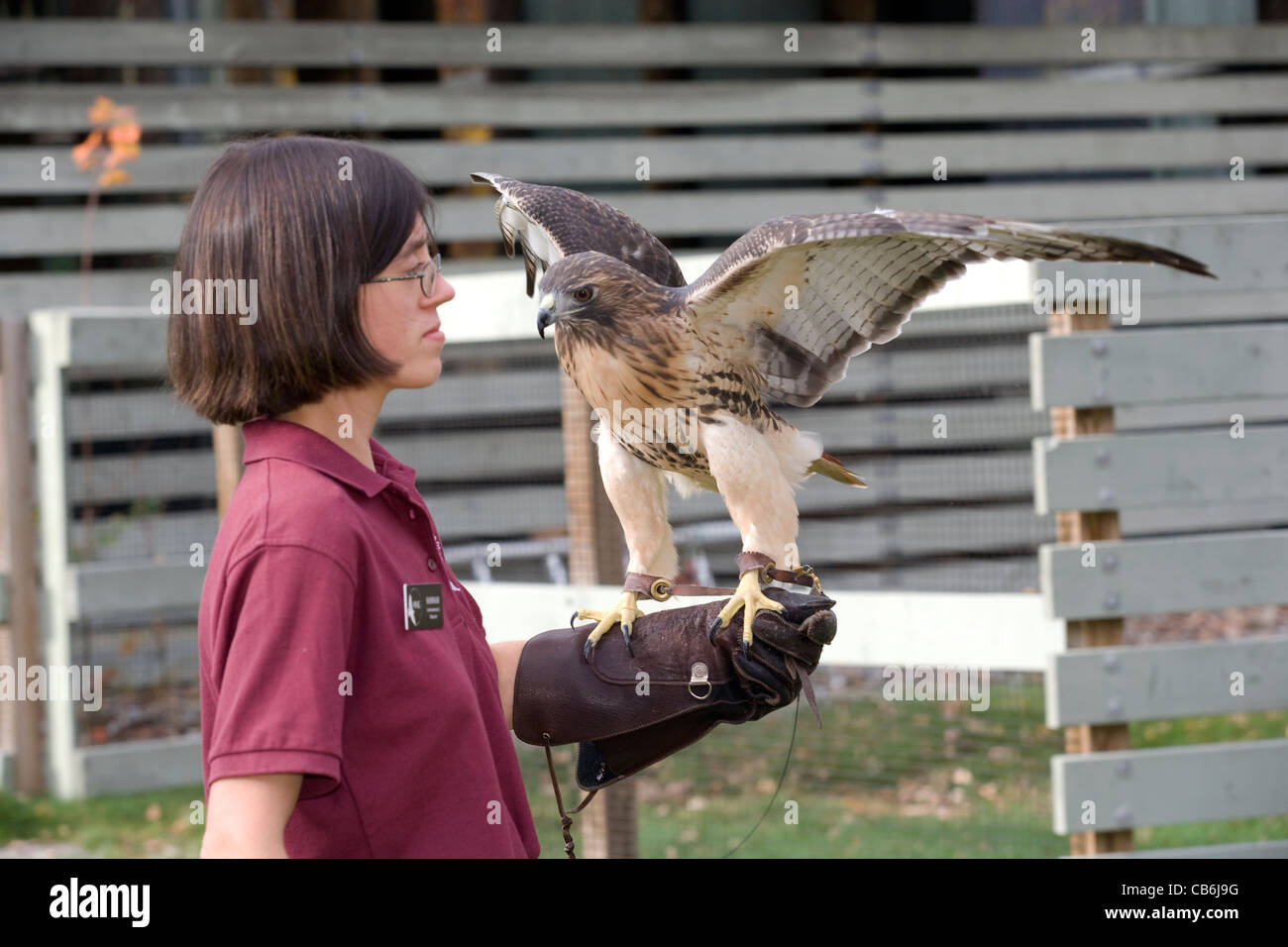 Queechee: Vermont Institut der Naturwissenschaft / Red-tailed hawk Stockfoto