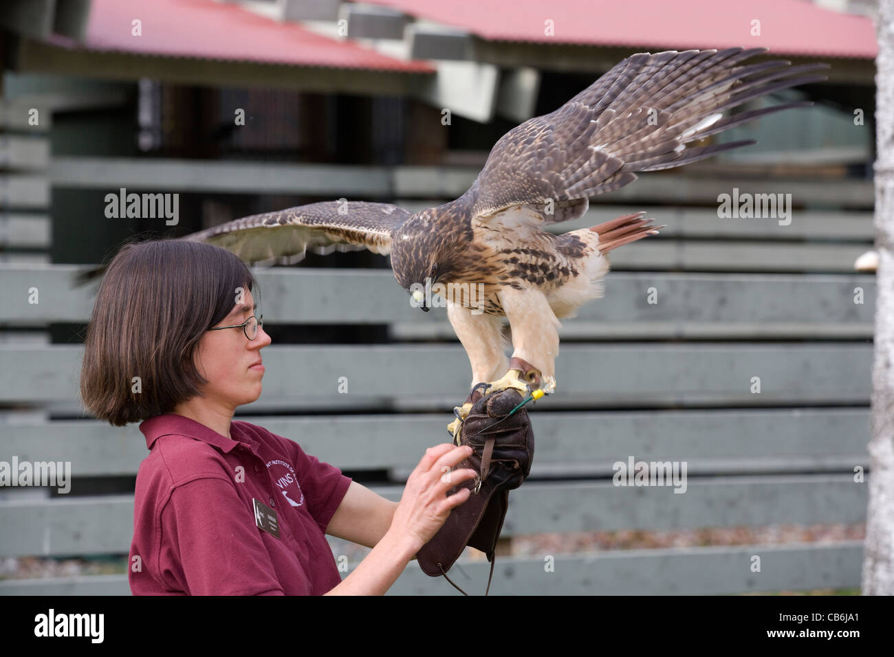 Queechee: Vermont Institut der Naturwissenschaft / Red-tailed hawk Stockfoto