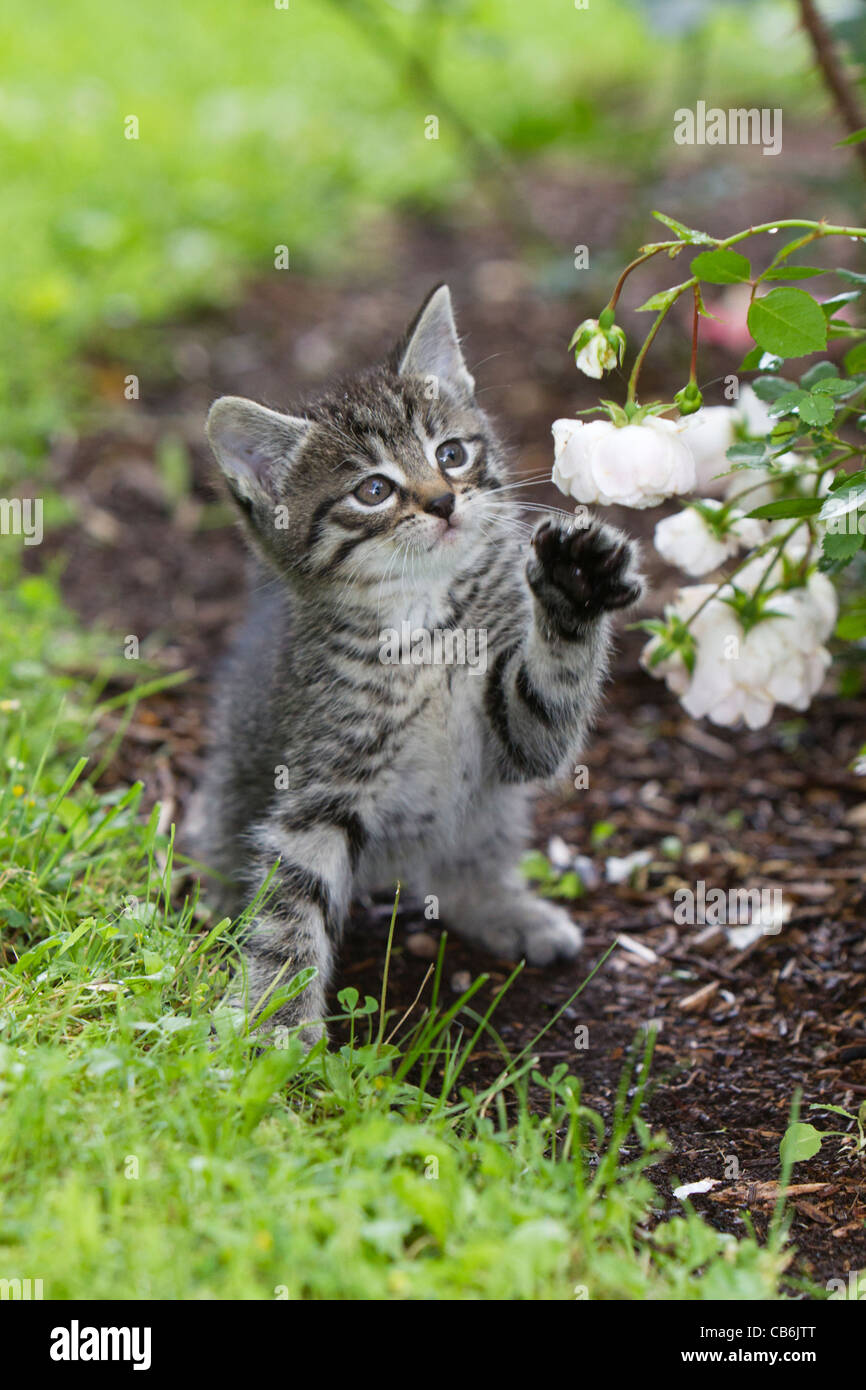 Kätzchen, spielen mit Rosenbusch in Garten, Niedersachsen, Deutschland Stockfoto