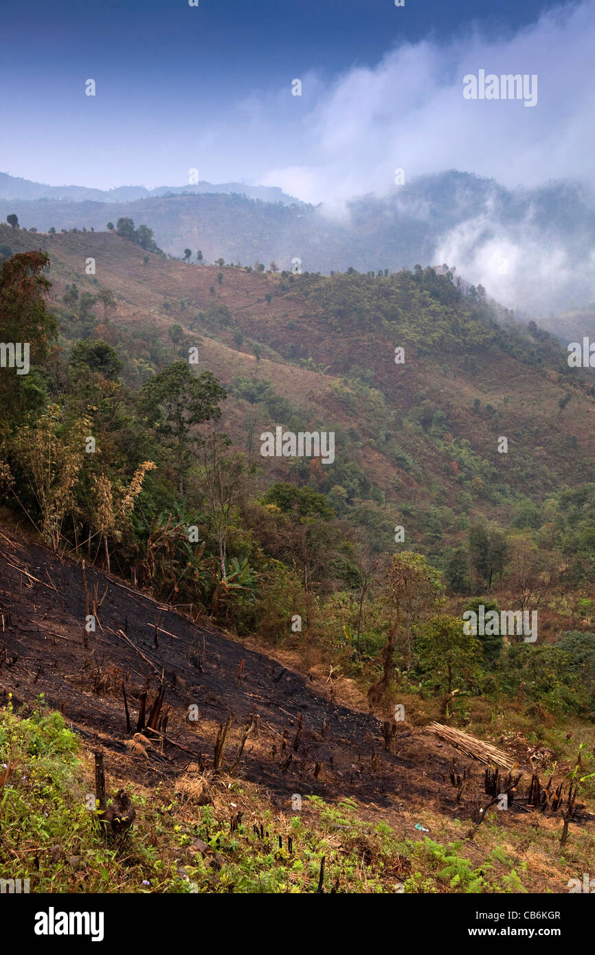Indien, Nagaland, Schrägstrich und brennen Landwirtschaft, Waldgebiet für die Landwirtschaft Stockfoto