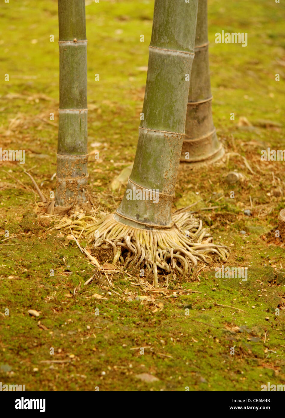 Bamboo tree roots -Fotos und -Bildmaterial in hoher Auflsung  Alamy