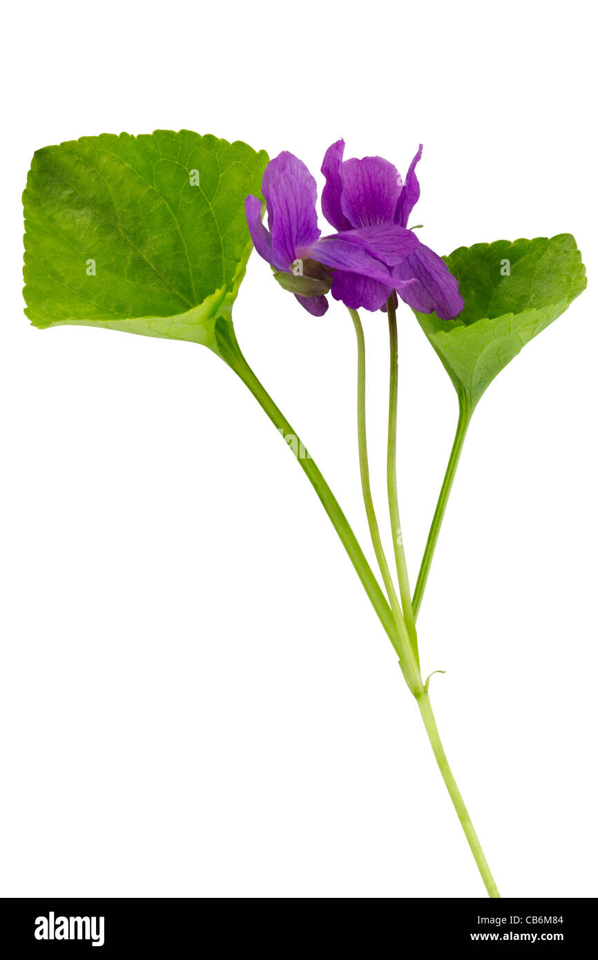 Wohlriechende Veilchen (Violaceae, Viola Odorata) Stockfoto