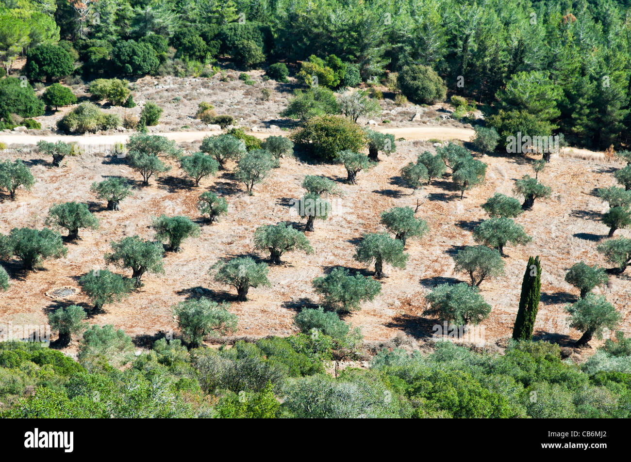 Oliven Garten Blick von Terrasse, Muchraka, Galiläa, Israel, Asien, Naher Osten Stockfoto