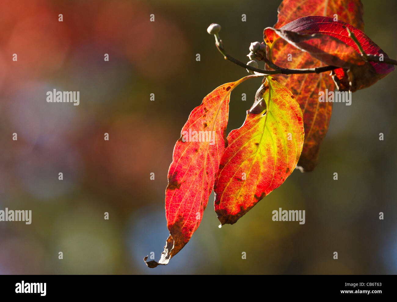 fallen Sie Herbst Crimson sonnig warmen Baum Jahreszeiten Blätter Stockfoto