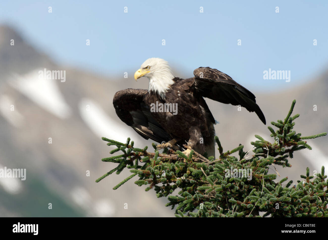 Stock Foto von einen Weißkopfseeadler sitzt auf einem Nadelbaum-Baum. Stockfoto