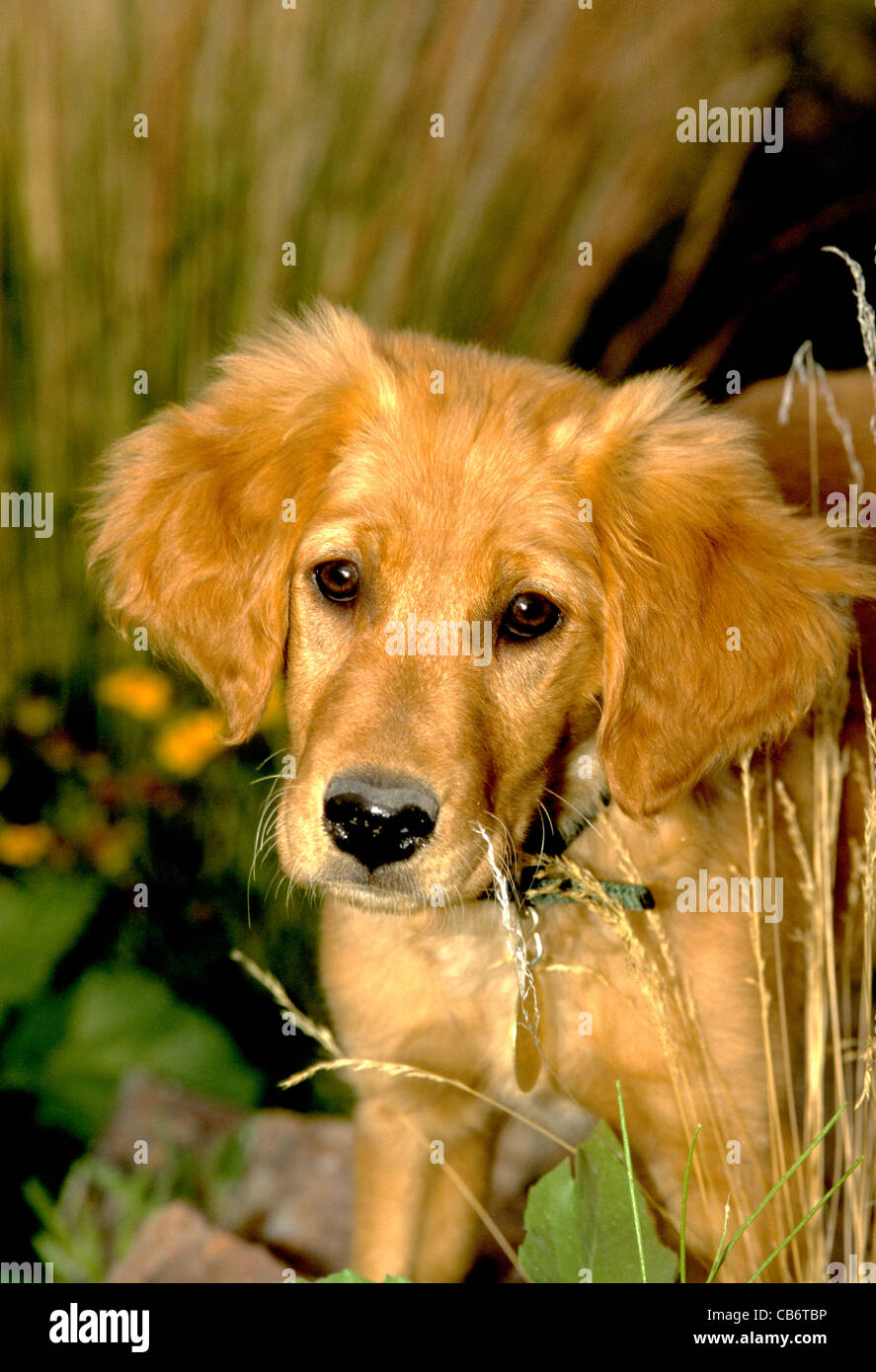 Golden Retriever Welpe Stockfoto