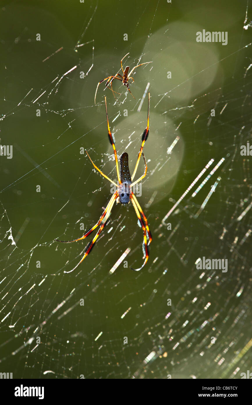 Goldene Seide Orbweaver Spider Stockfoto