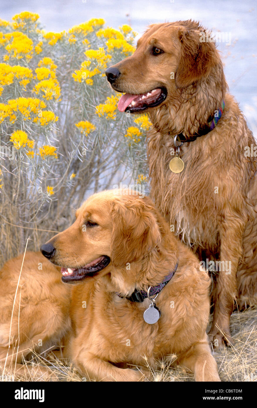 Paar von golden Retriever Stockfoto