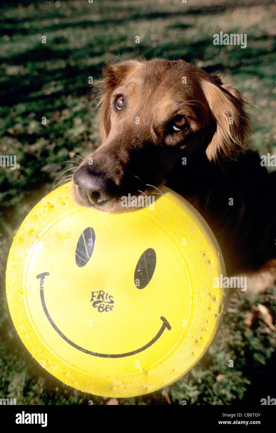 Golden Retriever mit Frisbee Stockfoto