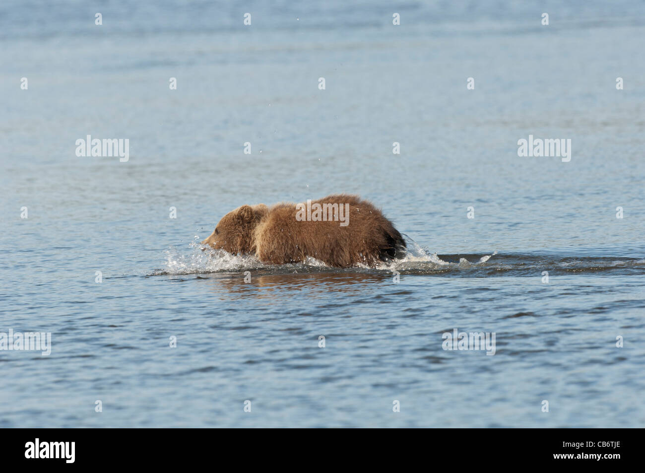 Stock Foto von ein Alaskan Brown Bear Cub Überquerung eines Baches. Stockfoto