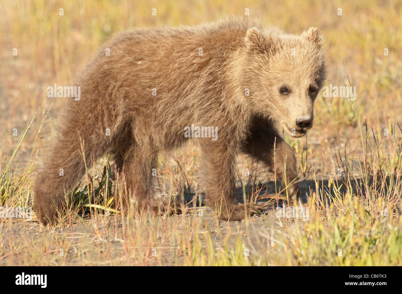 Stock Foto von einem Alaskan Küsten braun Bärenjunge zu Fuß durch eine Wiese. Stockfoto