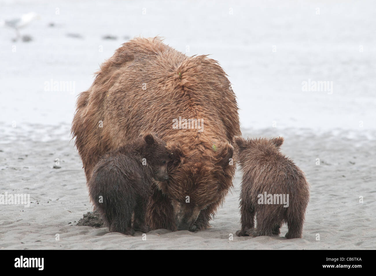 Stock Foto einer Alaskan Braunbär Leistungsbeschreibung und jungen am Strand clamming. Stockfoto