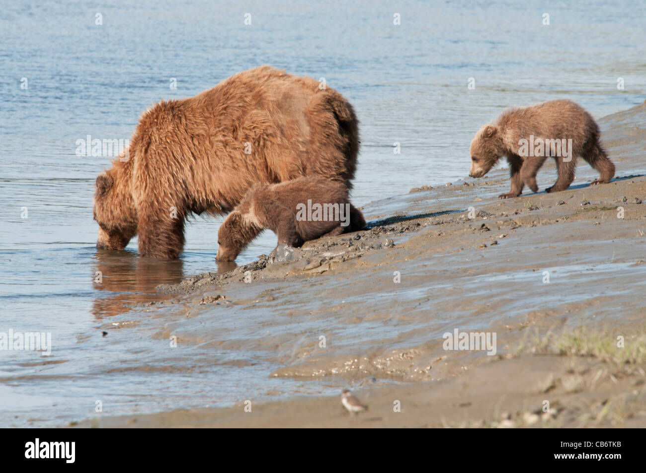 Stock Foto von einem Alaskan Braunbär Sau und jungen trinken aus einem Bach. Stockfoto