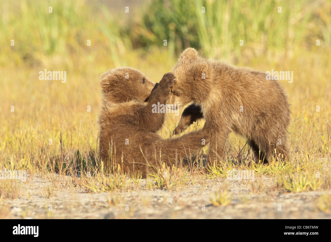 Stock Foto von zwei Alaskan Braunbär Jungen spielen Stockfoto