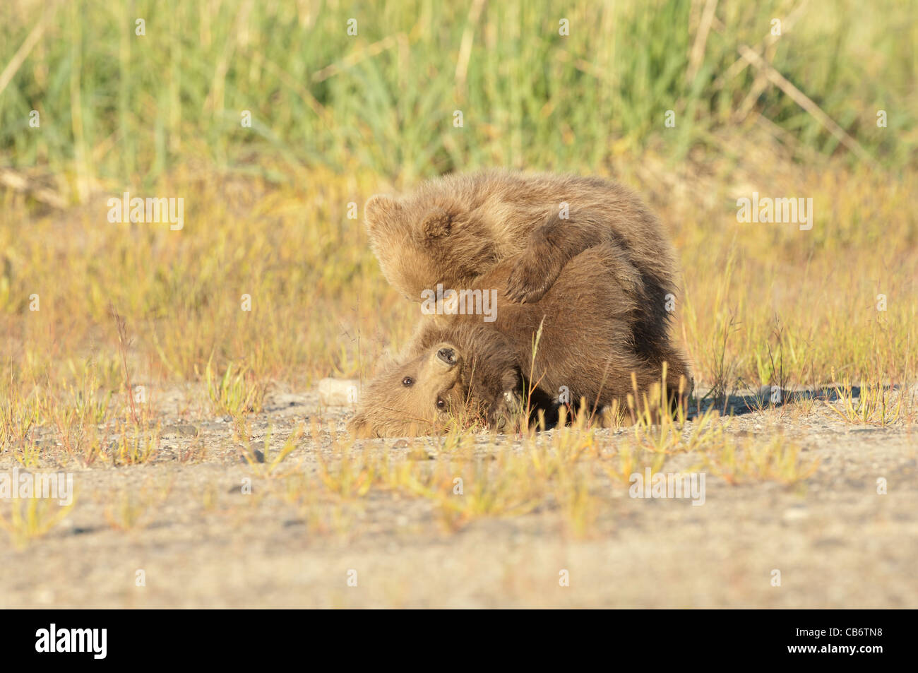 Stock Foto von zwei Alaskan Braunbär Jungen spielen Stockfoto