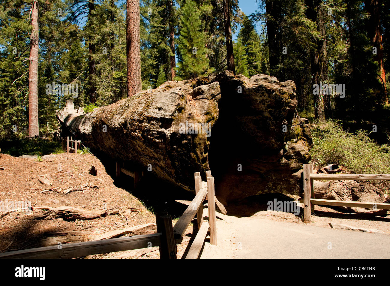 Gefallenen Monarch Giant Sequoia Baum Kings Canyon Nationalpark, Kalifornien Stockfoto