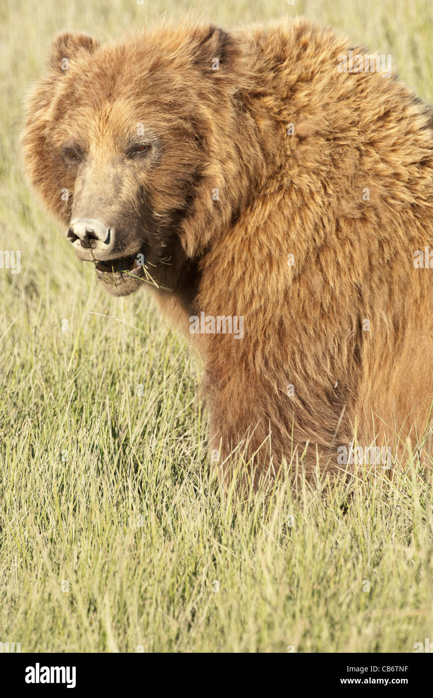Stock Foto von einen Alaskan Braunbär Fütterung auf einer Wiese Segge. Stockfoto
