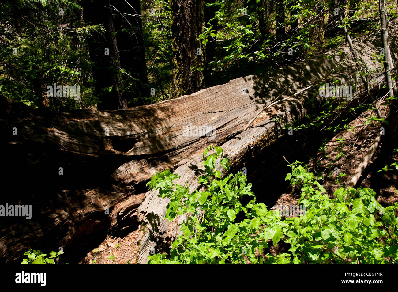 Gefallenen Giant Sequoia Baum Tuolumne Grove im Yosemite Nationalpark, Kalifornien Stockfoto