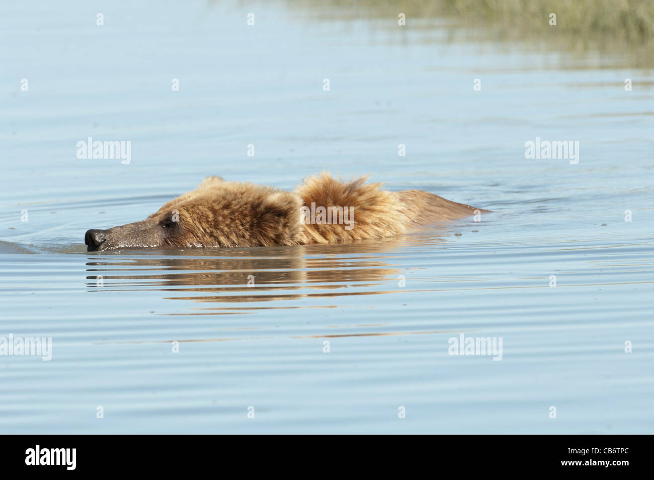 Stock Foto von einen Alaskan Braunbär in einem Bach schwimmen. Stockfoto