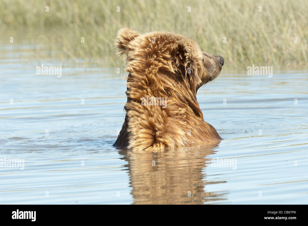 Stock Foto von einem Alaskan Braunbär in einem Bach baden. Stockfoto