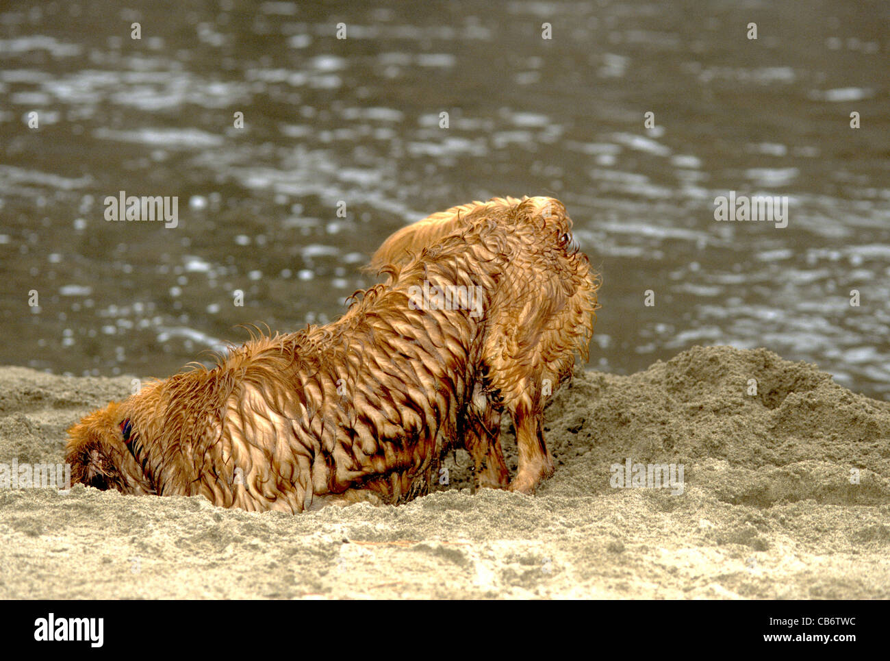 Golden Retriever Graben im Sand Stockfoto