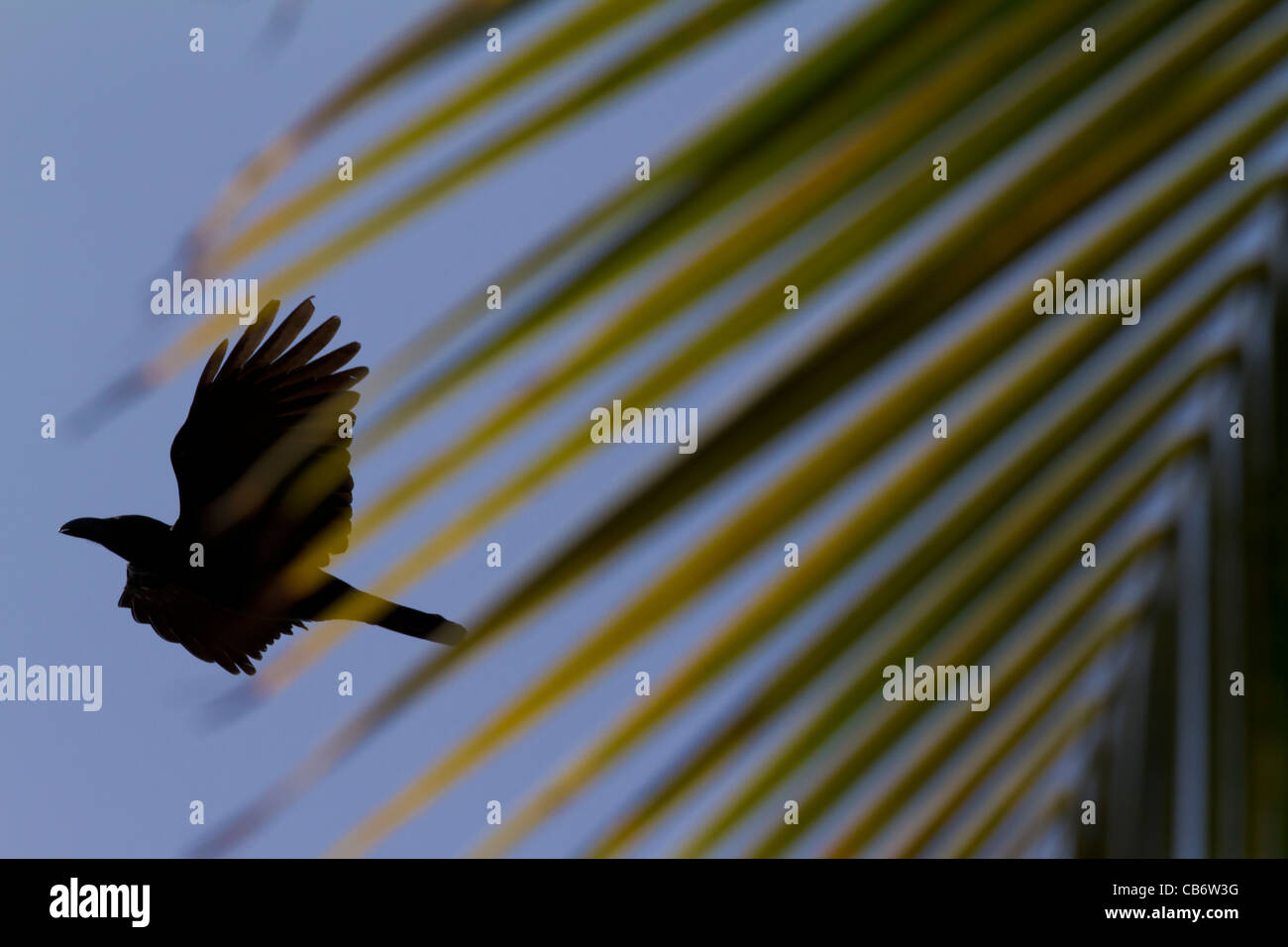 Hampi Ruinen Vogel Palm fliegen kostenlos schnelle Exemplar Stockfoto