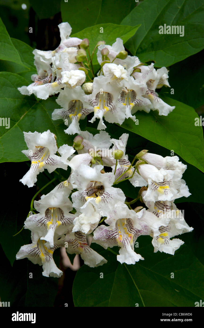 Westliche Catalpa Blüte Stockfoto