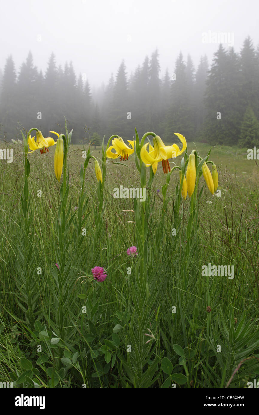 Lilium Rhodopaeum Delip., Lily, seltene endemische Pflanze auf dem Balkan, Bulgarien (Rhodopi Gebirge) Stockfoto
