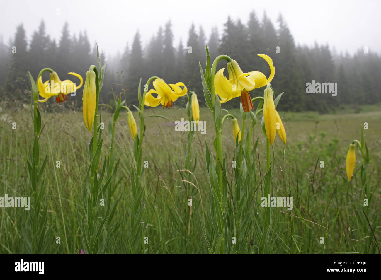 Lilium Rhodopaeum Delip., Lily, seltene endemische Pflanze auf dem Balkan, Bulgarien (Rhodopi Gebirge) Stockfoto