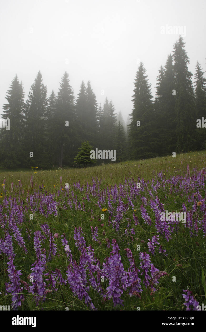 Blaue Blumen in der Bergwiese in Kauz Fichten-Wald. Rodopi-Gebirge, Bulgarien Stockfoto