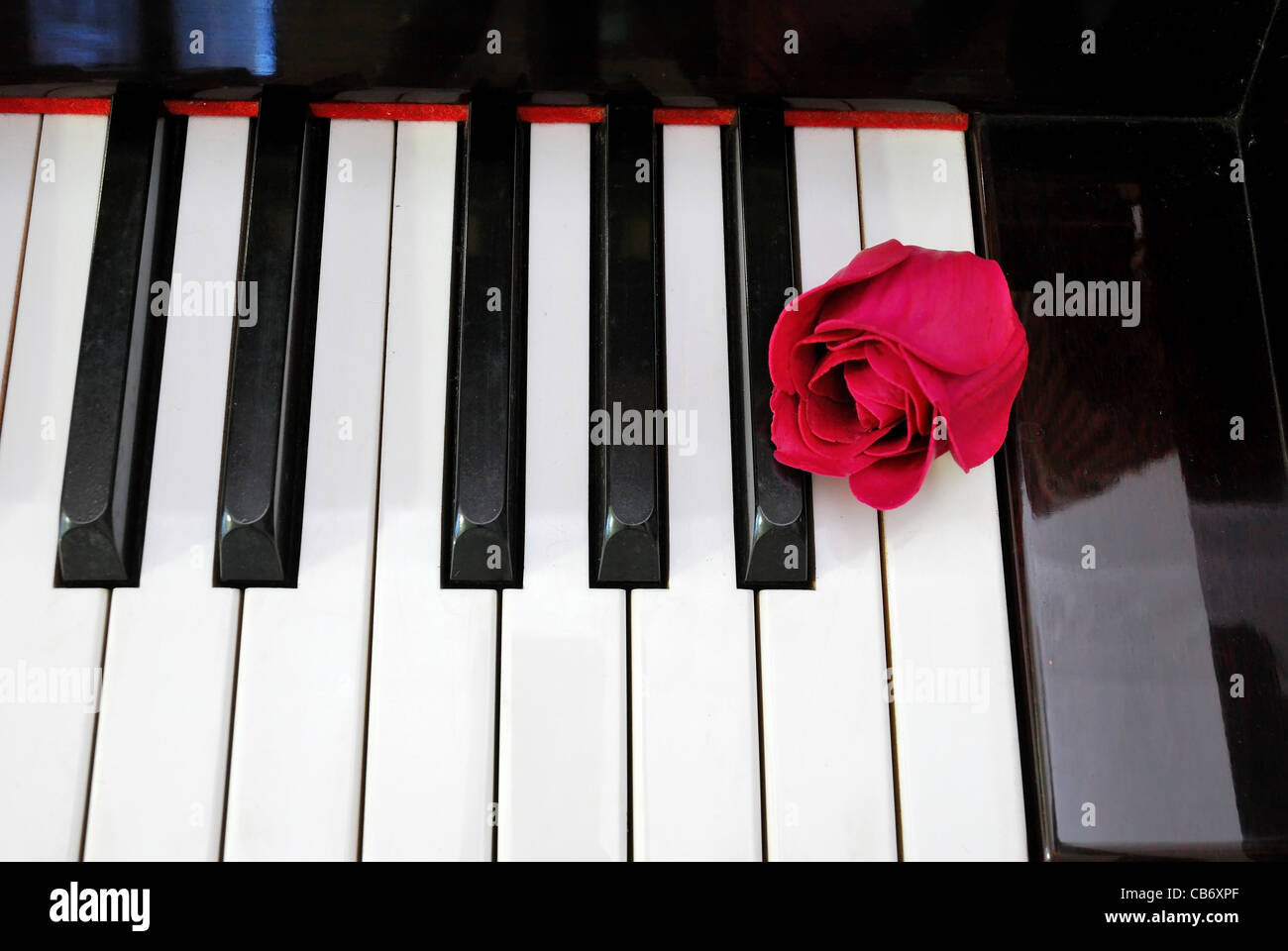 Draufsicht der Rose am Klavier-Tastatur. Für die Liebe zur Musik,  Kreativität und Liebe und Romantik Konzepte Stockfotografie - Alamy