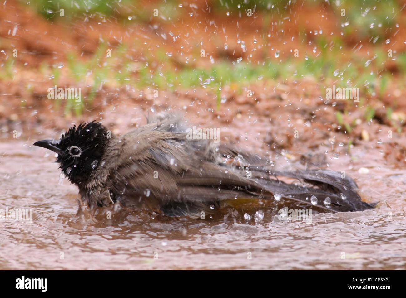 Pycnonotus Xanthopygos, gelb-entlüftet Bulbul AKA White Spectacled Bulbul, selbst in einer Wasserpfütze waschen Stockfoto