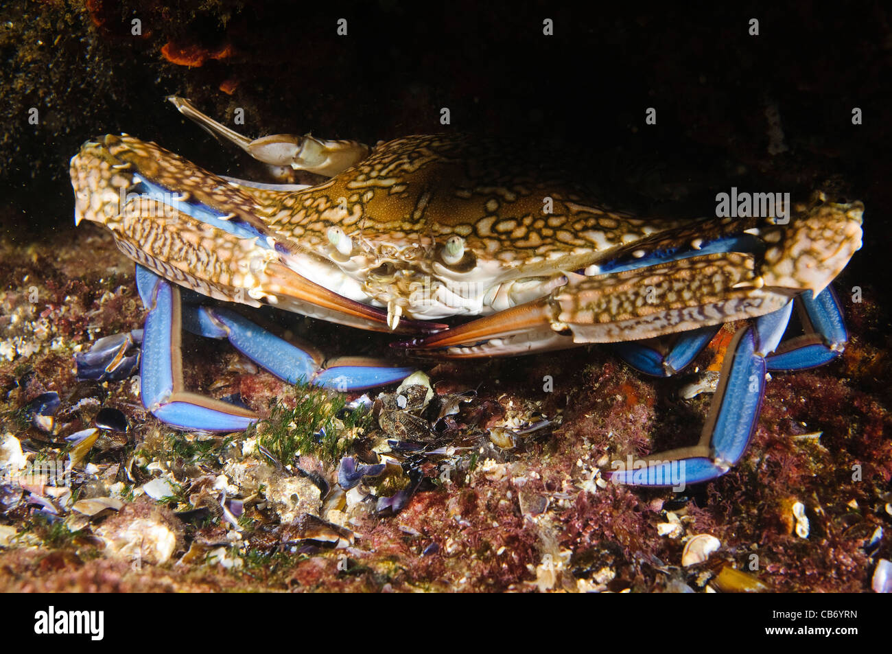 Portunus Pelagicus, auch bekannt als die Blume Krabbe, blaue Krabbe, blauen Schwimmer Krabbe, blaue Manna Krabbe oder Sand Krabbe Stockfoto