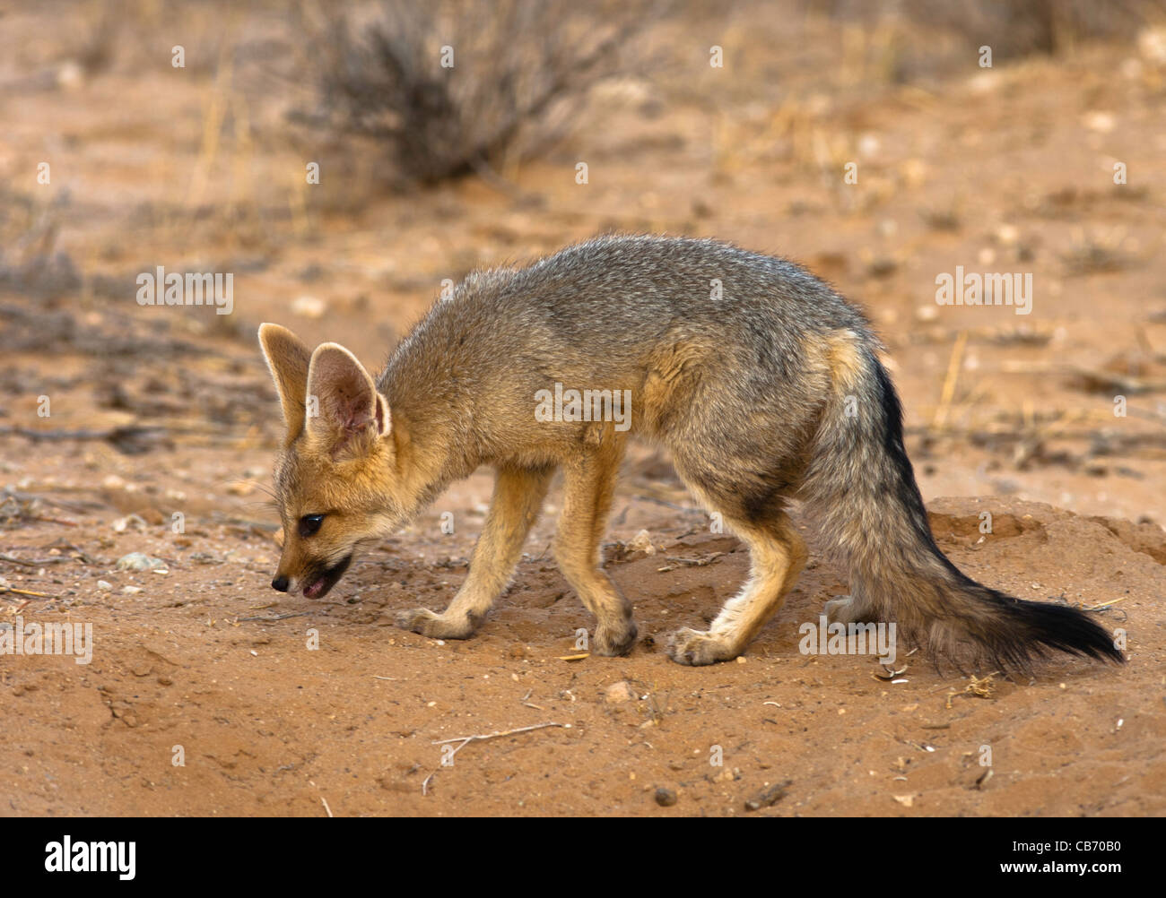 Kap-Fuchs junge Stockfoto