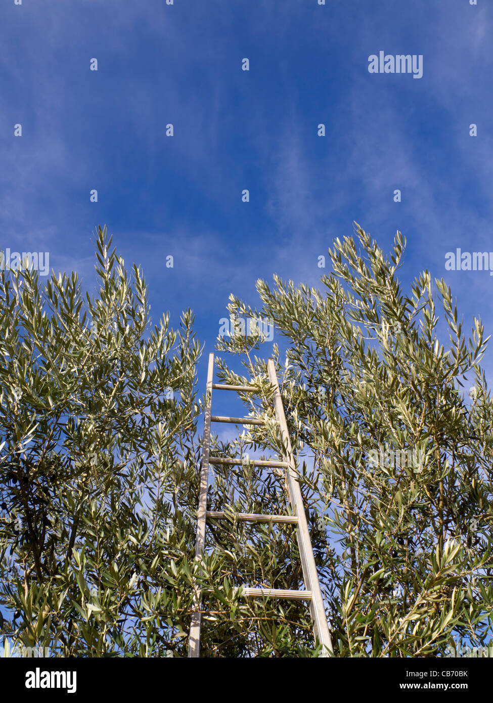 Leiter auf Olivenbaum Ernte Stockfotografie - Alamy
